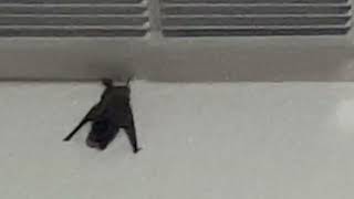 Cat Meets A Bat