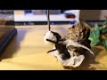 Odbieranie kokonu ptasznika Avicularia avicularia