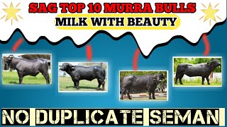 TOP 10 MURRA BULL🛑SAG || 5 STAR⭐PRIMIUM || BEST MURRA BULL ||