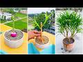 Ti plant or dracaena plant making more 🌱by cutting the stem!