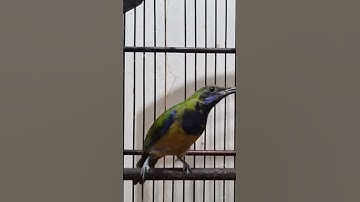 Burung cucak cungkok