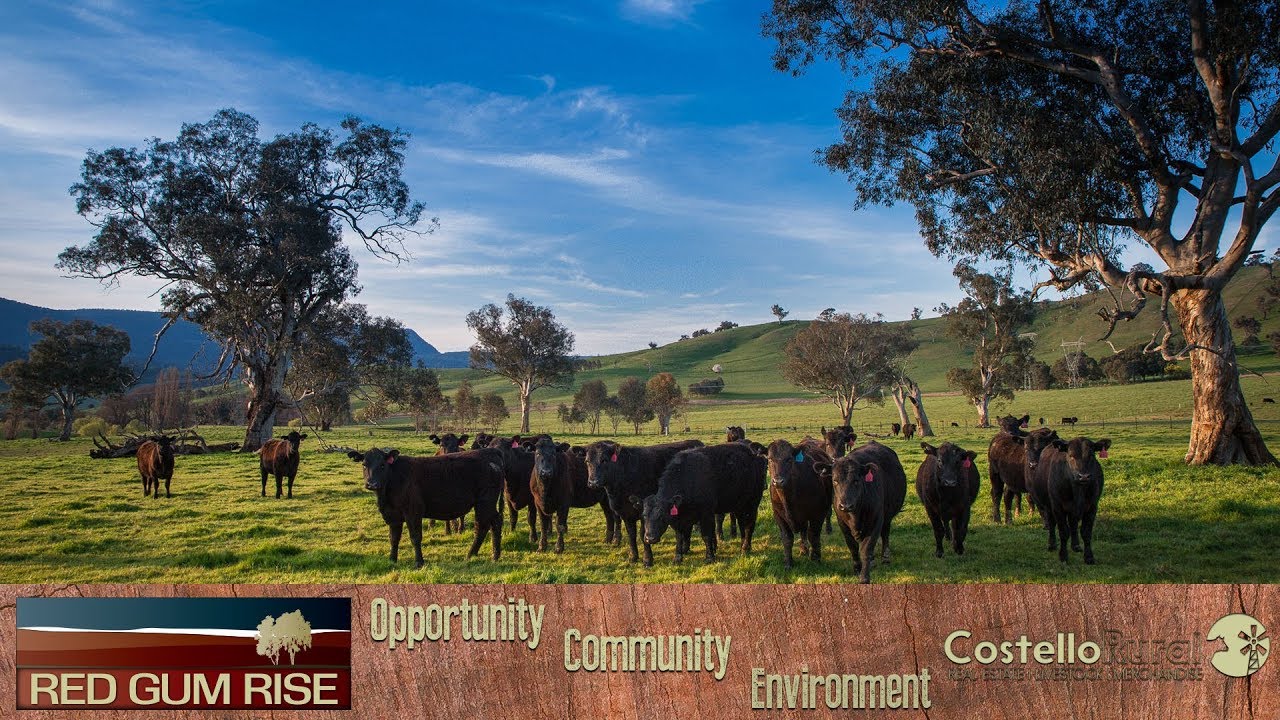 Red Gum Rise Land For Sale Cudgewa Corryong YouTube