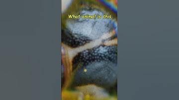 Only 1% get can this zoomed in image before the 10 seconds is up comment if you got it #shorts