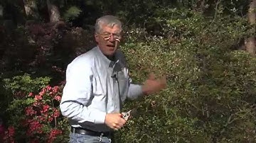 Walter Reeves - When And How To Prune Azaleas