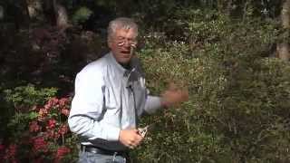 Walter Reeves - When And How To Prune Azaleas