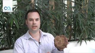 CO2 Australia uses many tree species including the mallee eucalypt why