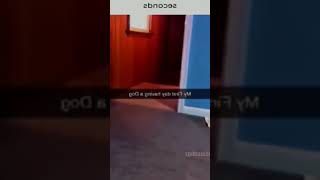 Funny and cute dog comp 🤣     #funnydog #dogoftiktok #cutedog #dog #funnypets