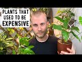 Inexpensive Houseplants That Used To Be Expensive