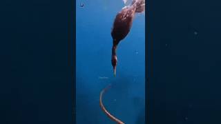 Penguins  Masters of Underwater Agility | 🐍🐉 #deeplume #deepsea #ocean #shorts#fish #Penguins
