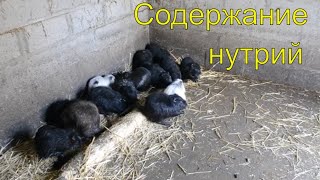 Делюсь своим опытом по поводу содержания нутрий.