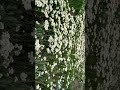 Beautiful white flowers in the meadow 草地上美丽的白花  Красивые белые цветы на лугу 草原の美しい白い花 초원의 아름다운 하얀 꽃