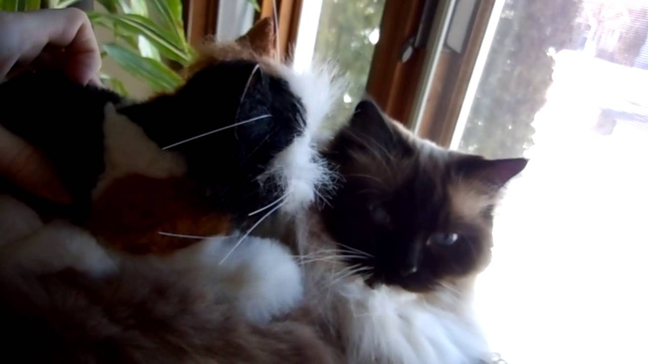 FURREAL CAT KNEADING RAGDOLL CAT MCDREAMY YouTube