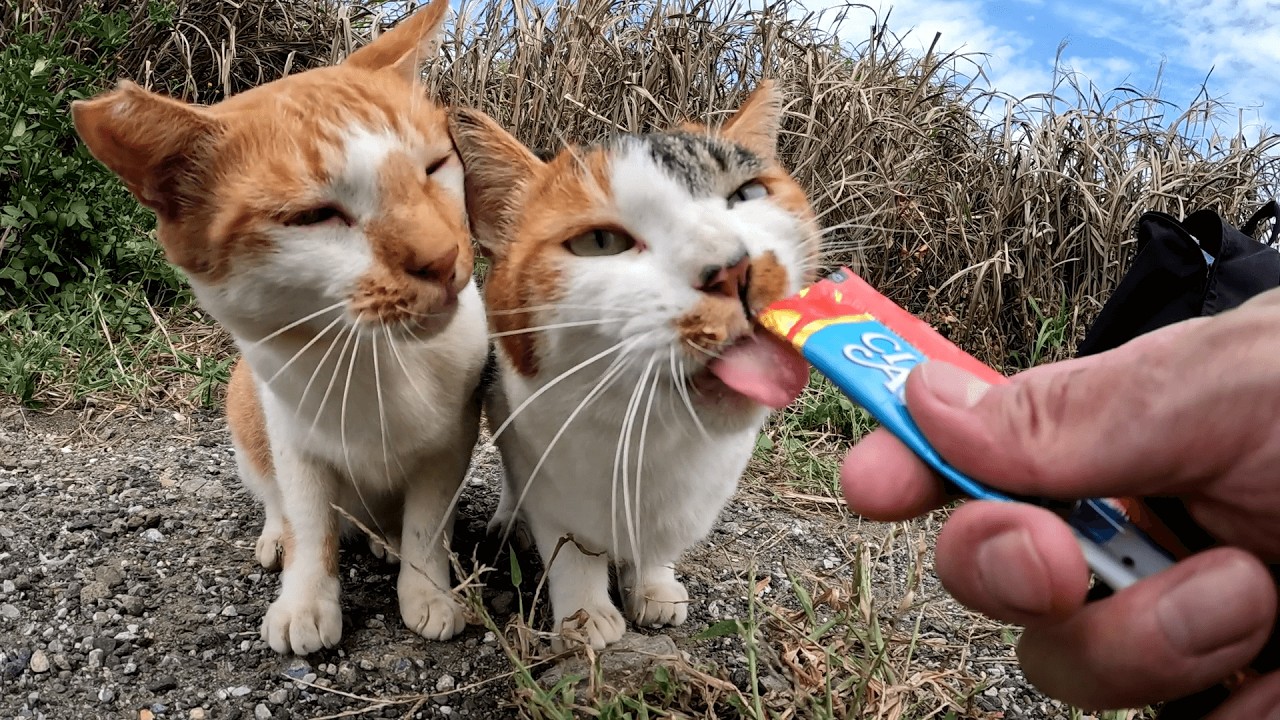 城ヶ島　草むらに隠れて呼んでも出てこなかった猫達がおやつを取り出した途端手の平を返したようにゾロゾロと出てきた