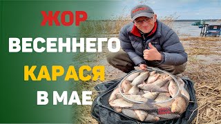 Весенний жор карася