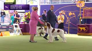 Setters (Irish Red and White) | Breed Judging 2024