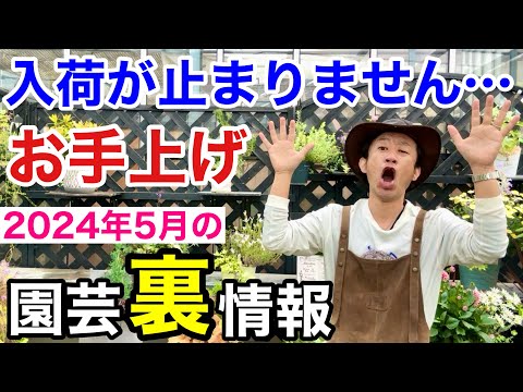 【この植物に注意】5月買っておかないと損する植物教えます　【カーメン君】【園芸】【ガーデニング】【初心者】