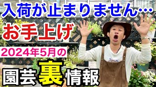 【この植物に注意】5月買っておかないと損する植物教えます　【カーメン君】【園芸】【ガーデニング】【初心者】