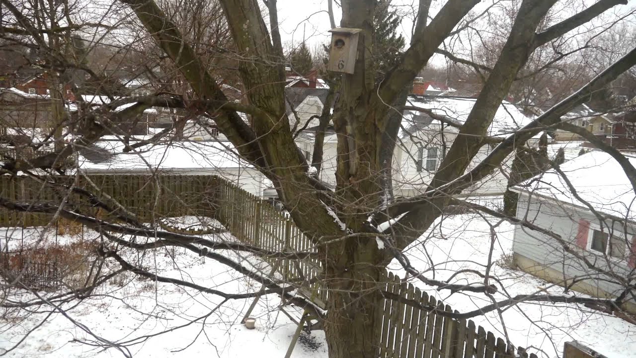 Snow melting into Spring (Time Lapse) YouTube