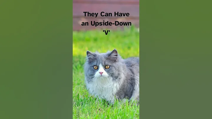 Video 11707961: talking, cat