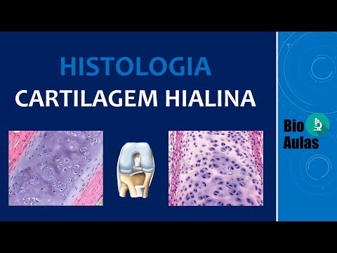 Vídeo: Por que a cartilagem hialina é vítrea?