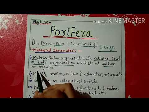 Phylum porifera characters and classification in Hindi