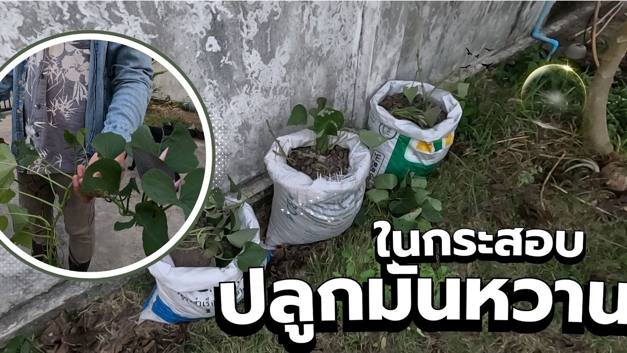 ลองปลูกมันหวานในกระสอบ รอดูผลผลิตอีก 120 วัน