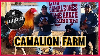 camalion gamefarm