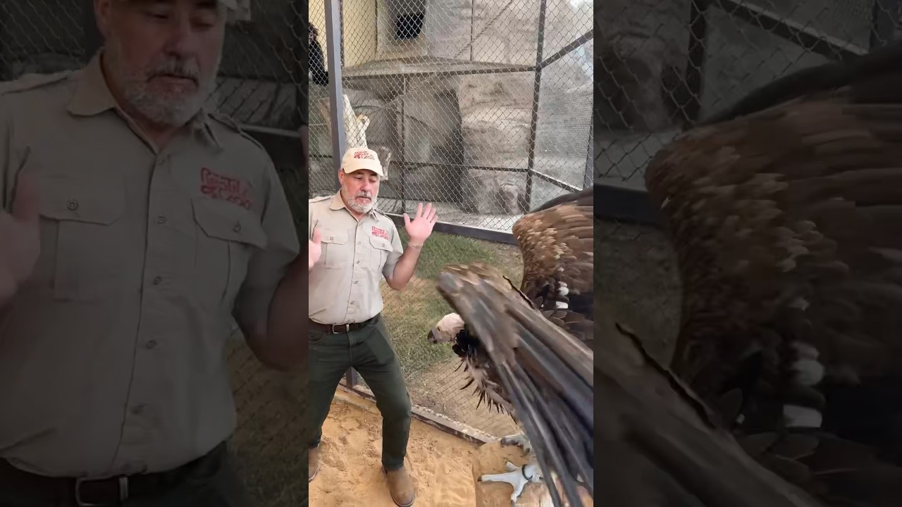 This is a Lappet-Faced Vulture and they are aggressive😳