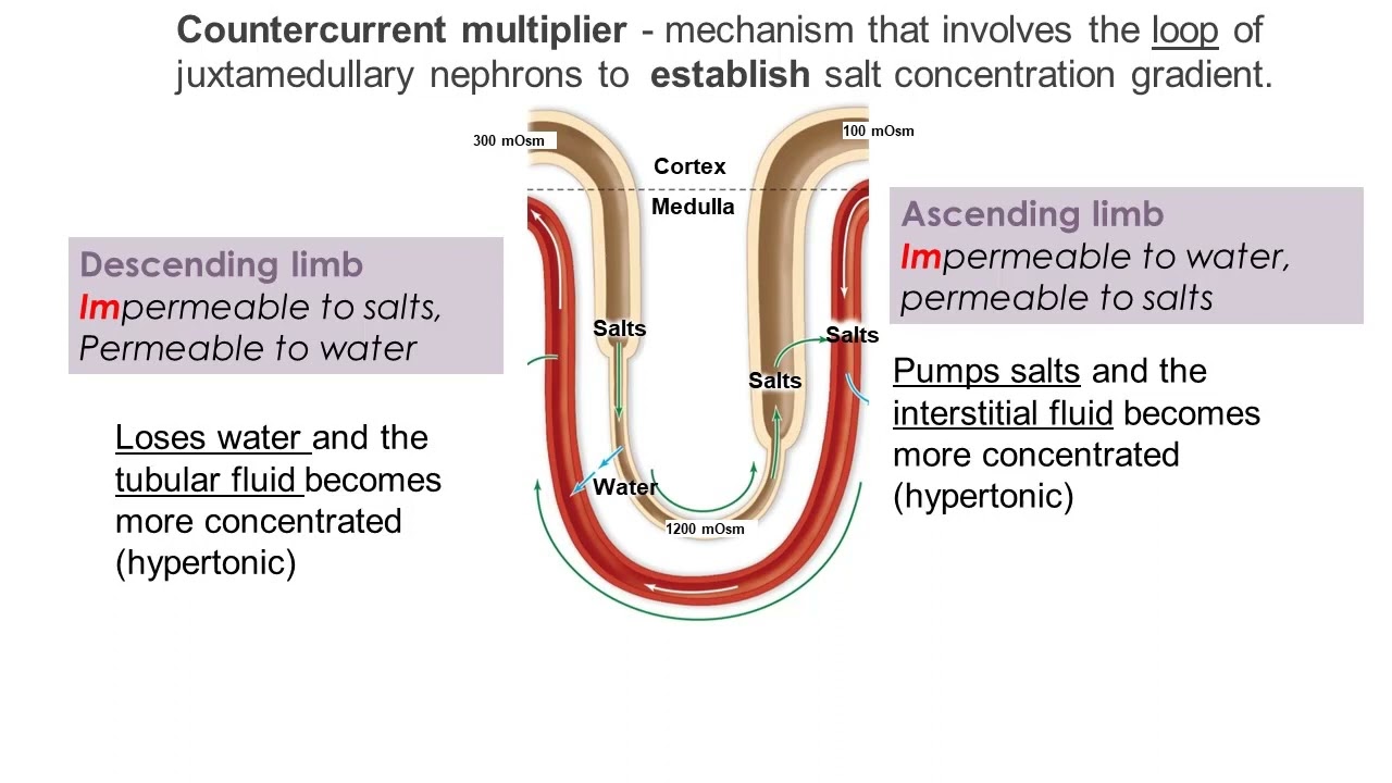 Chap 24 25 Urinary system part 3