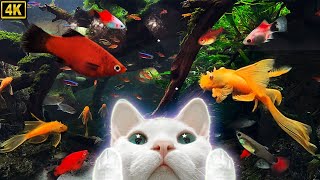 Video for cats 11Hours★고양이가 좋아하는 영상 11시간★물고기/하프음악/힐링영상/고양이예능(4K/Fish/Harp/Relaxing/CatTV) screenshot 4