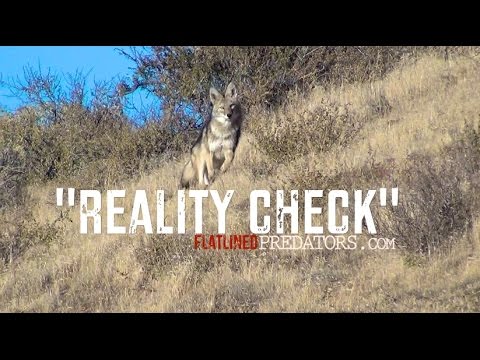 Eastern Oregon Coyote Hunting 