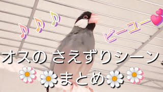 【文鳥】オスのさえずり集めました♪お喋り大好き☆
