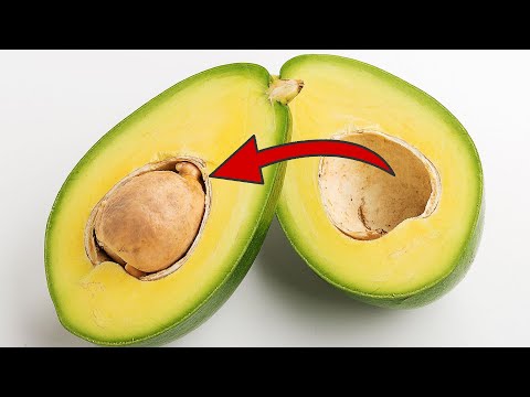 THIS is why you should NEVER throw away an Avocado Pit 💥  (UNBELIEVABLE) ⚡️