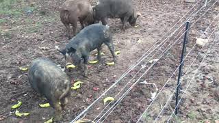 Pigs eating bananas