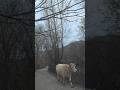 Waiting for a Cow in Spain #shorts