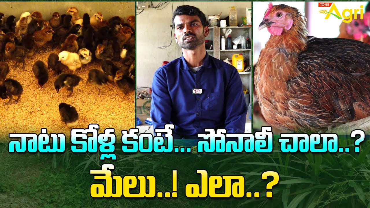 Sonali Chicken Farming in Telugu | నాటు కోళ్ల కంటే... సోనాలీ చాలా మేలు..!  ఎలా..? Tone Agri
