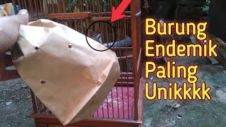 dikira burung cacat ternyata asli !!!burung unik endemik pulau Jawa