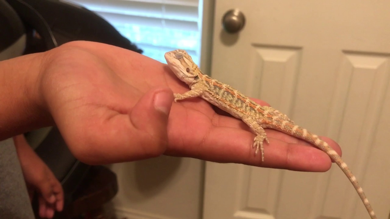 Holding bearded dragon YouTube