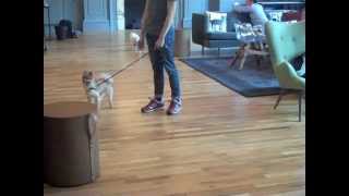 Canine Training at WeWork Bryant Park by Pooch Pals 85 views 10 years ago 41 seconds