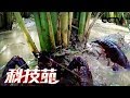 《科技苑》 20180322 小龙虾住稻田 | CCTV农业