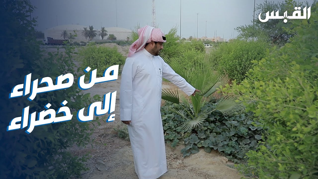 مبادرة تزرع 20 ألف شتلة في  تقاطع مروري