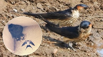 2022 06 19 Red-rumped Swallow - shuttling a mouthful of mud to build the nest