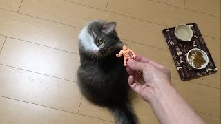 キン消しに釣られる猫 ノルウェージャンフォレストキャットA cat catching a toy.Norwegian Forest Cat.