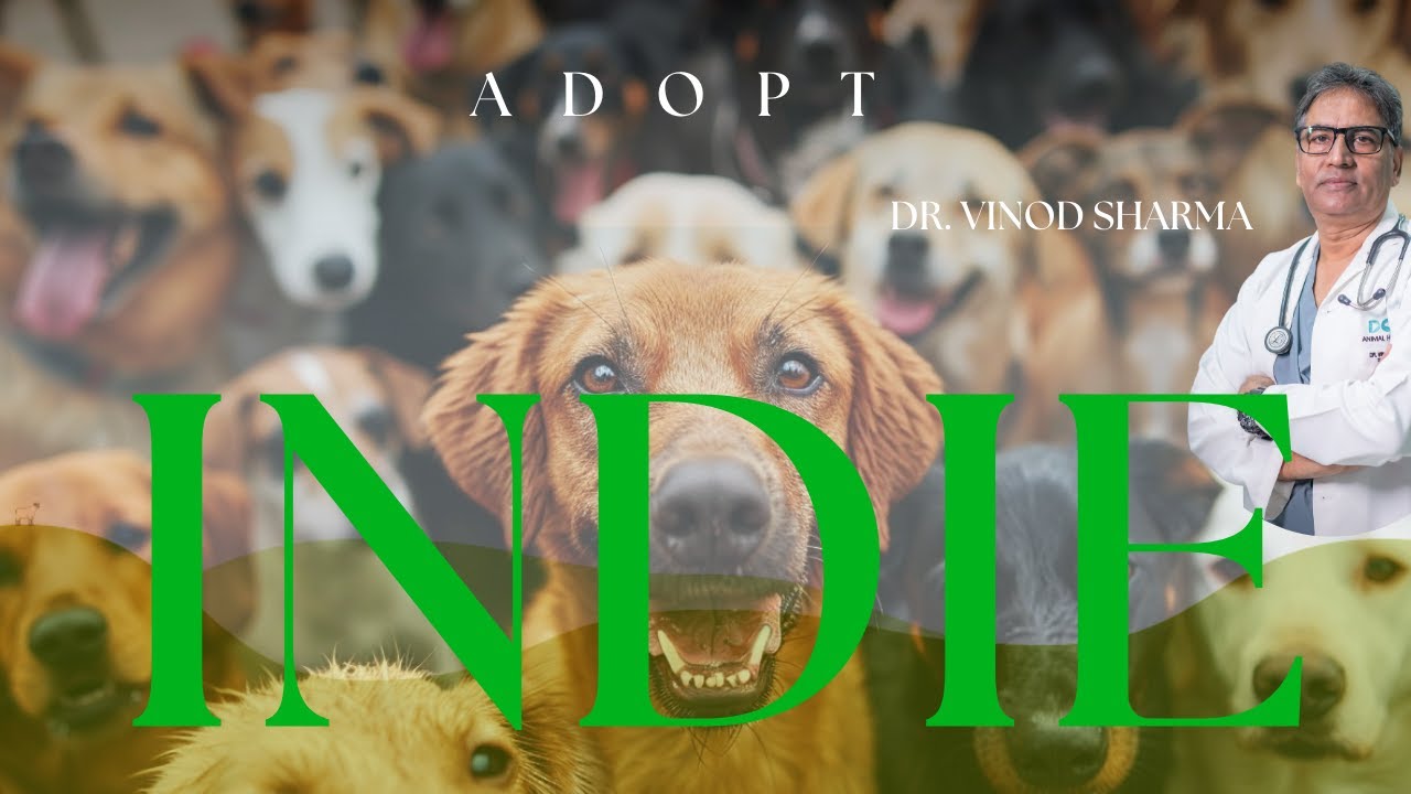 Adopting an Indie Dog : Dr. Vinod Sharma