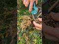Bartnelken selber vermehren: Jetzt Samen sammeln! #garten #blumen