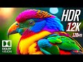 12K Dolby Vision HDR OLED TV Demo | Ultimate Display Test