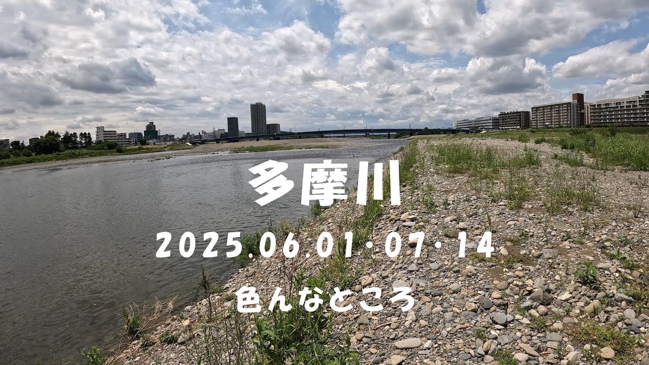 【釣り】 多摩川 20250601･07･14 【状況】