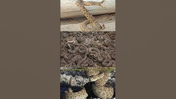 ULAR DARI AMERICA BISA MENGHASILKAN BUNYI DARI EKOR#hewan #reptiles #shorts #snake #ular