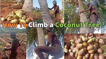 How to Climb a Coconut Tree – Step-by-Step Tutorial (Tamil)