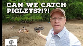 Details Pastured Piglet Weaning - TODAY Is The Day News